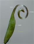  Pistil